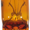 MINIATURE BULB 12v